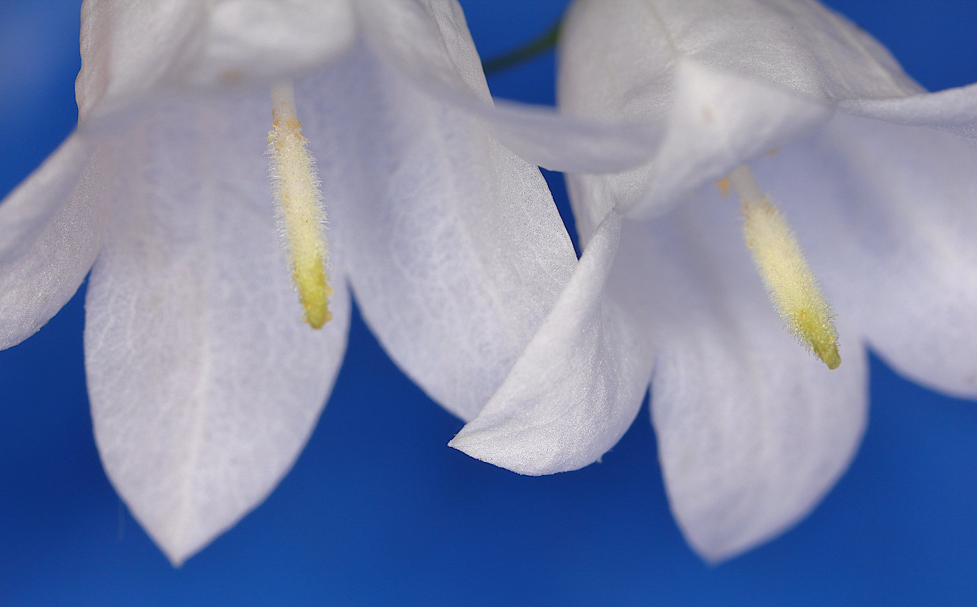 Image of Campanula rotundifolia specimen.