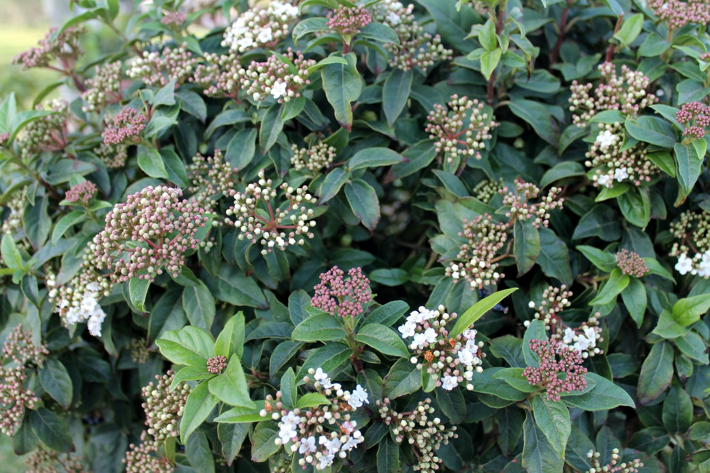 Image of Viburnum tinus specimen.