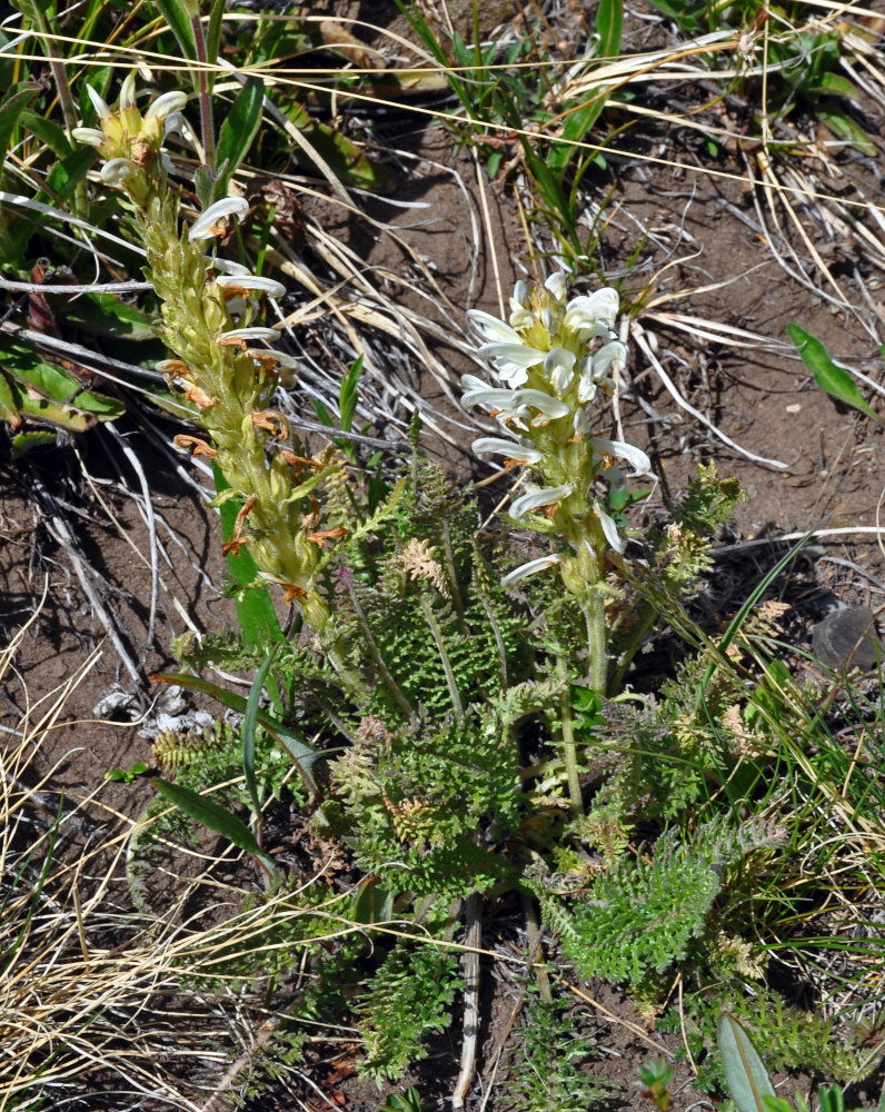 Изображение особи Pedicularis achilleifolia.