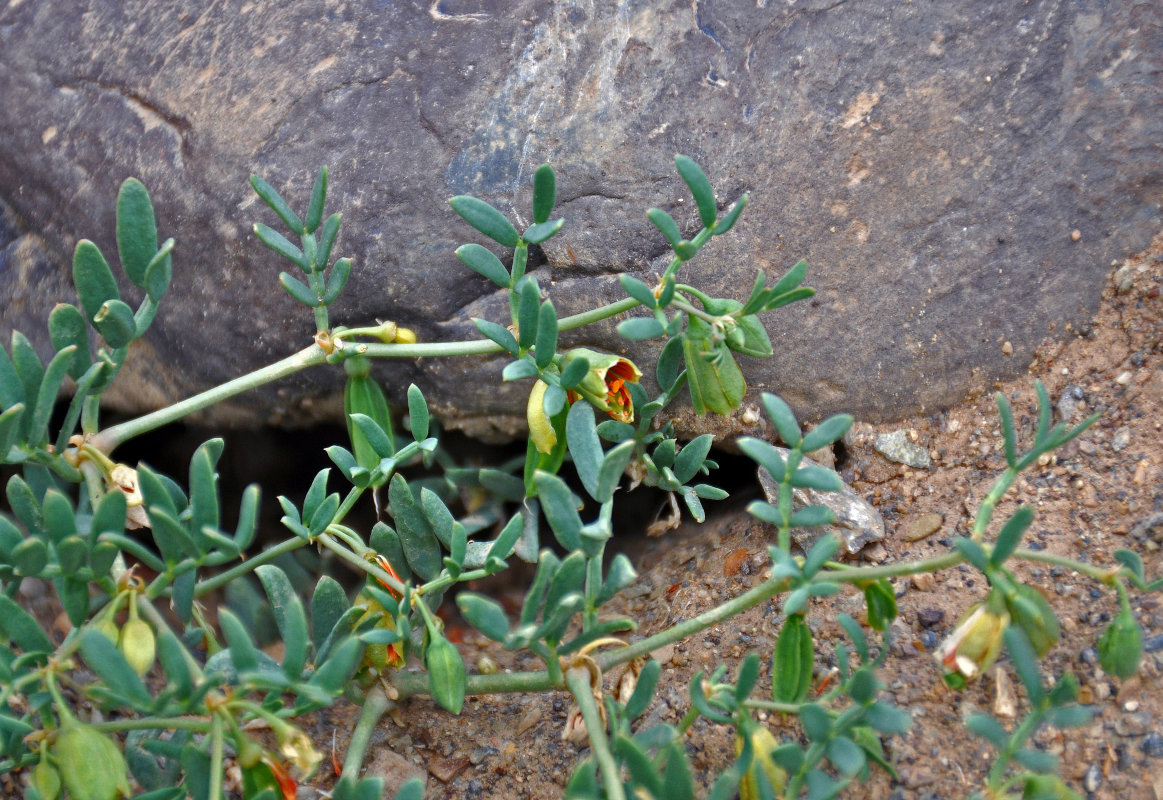 Image of Zygophyllum pinnatum specimen.