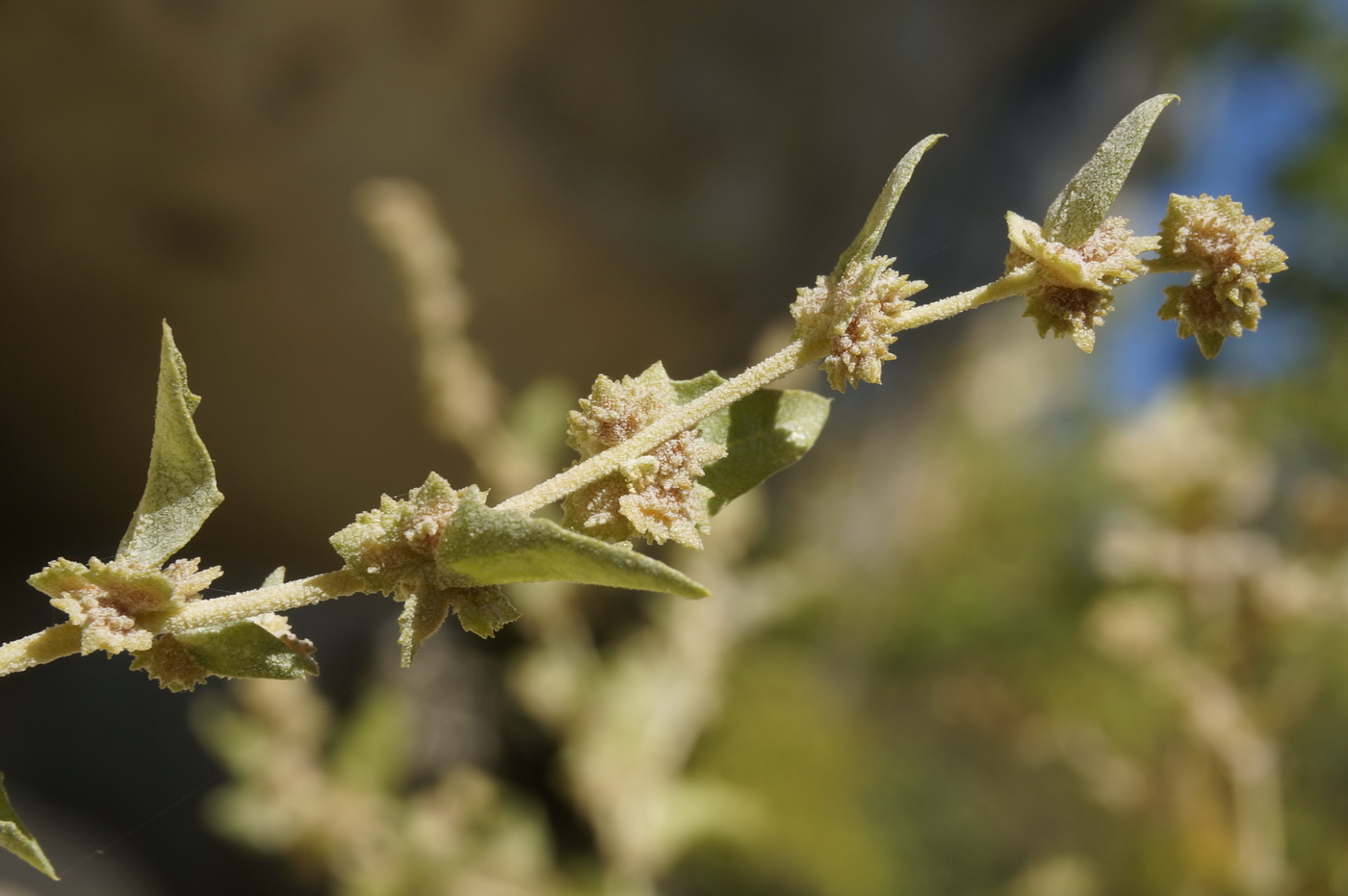 Image of Atriplex rosea specimen.