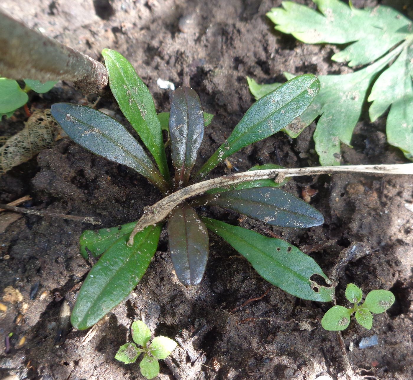 Image of Ajuga reptans specimen.