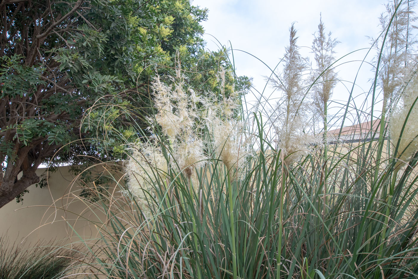 Image of Cortaderia selloana specimen.