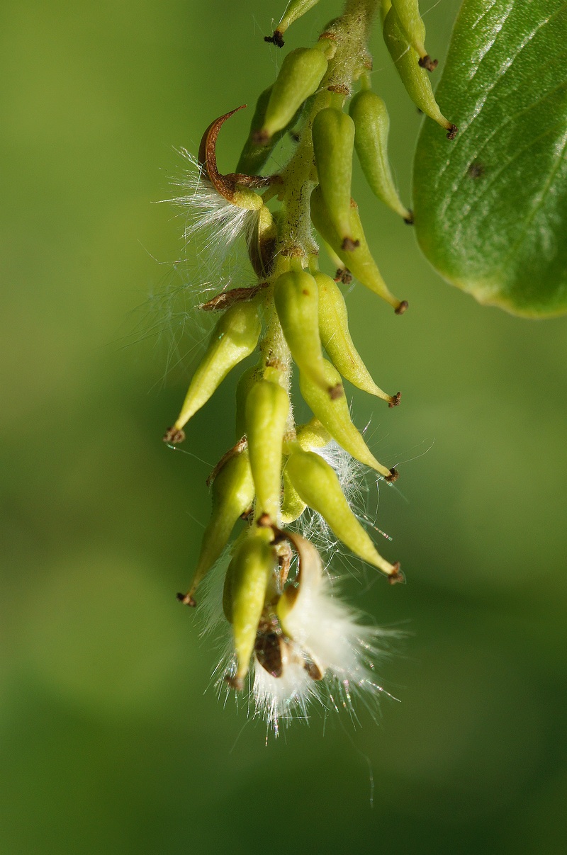 Image of Salix &times; fragilis specimen.