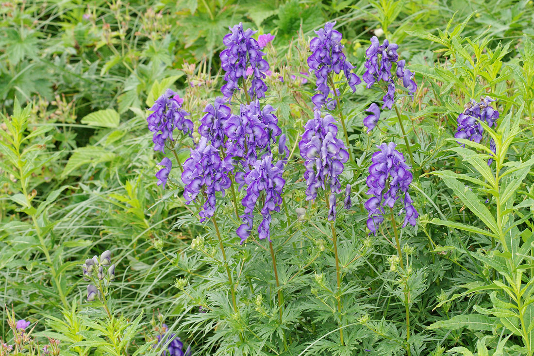 Image of Aconitum cymbulatum specimen.