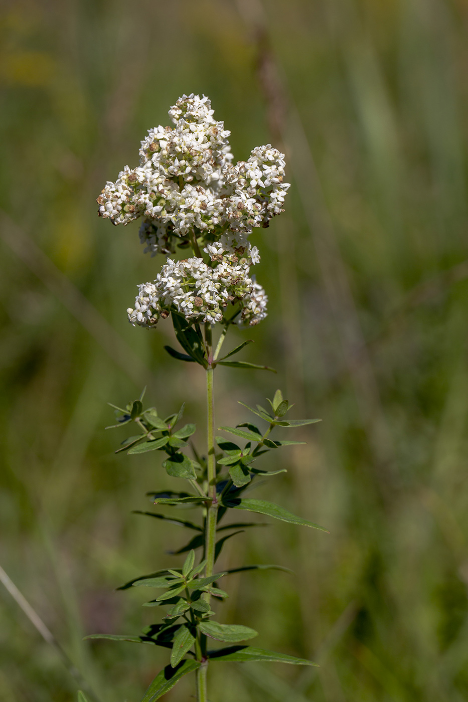 Image of Galium boreale specimen.