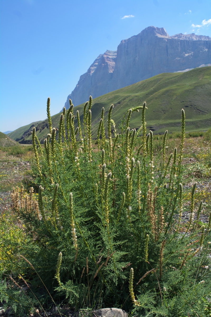 Image of Myricaria bracteata specimen.