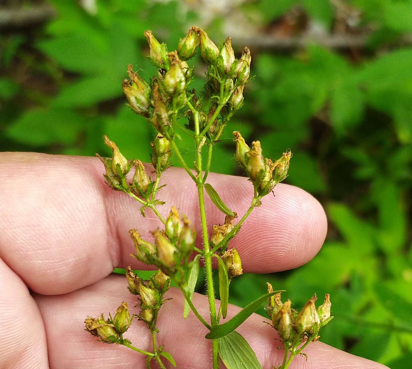 Image of Hypericum hirsutum specimen.