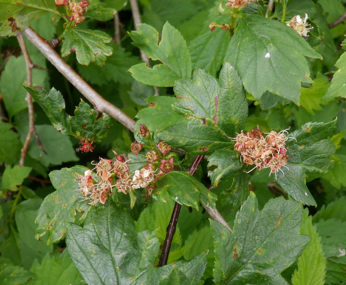 Image of genus Crataegus specimen.