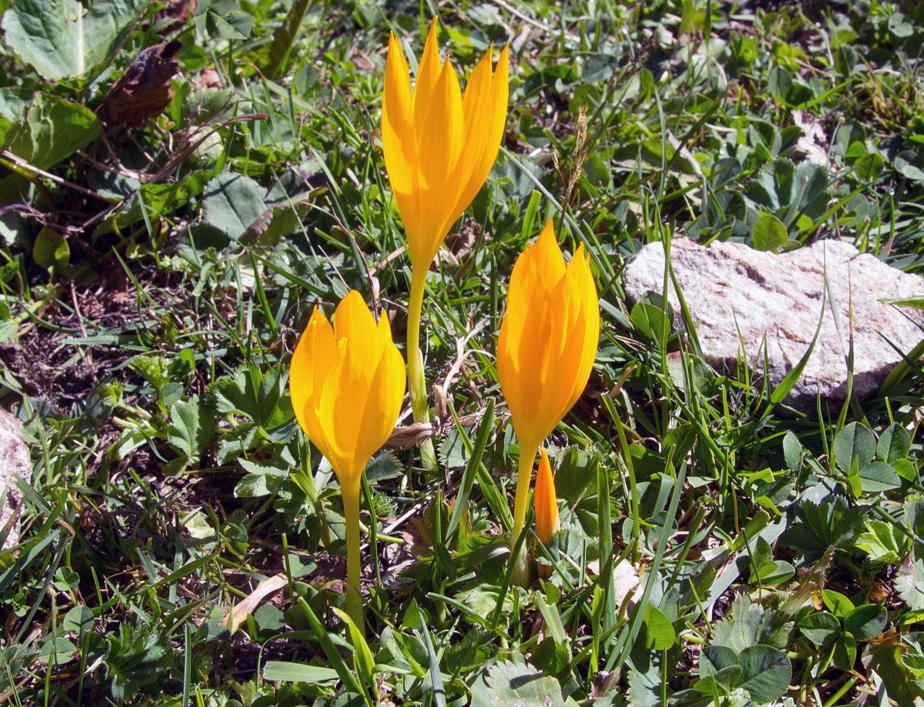 Изображение особи Crocus scharojanii.