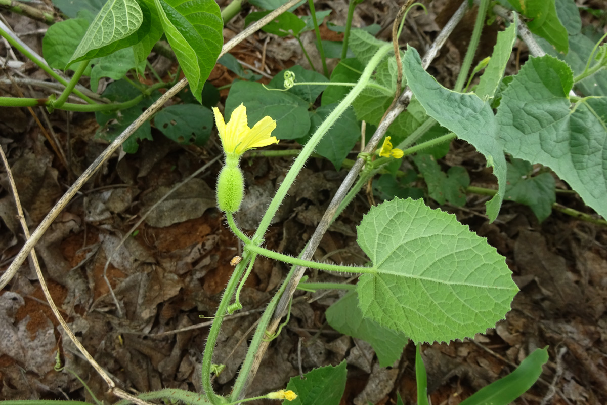 Image of Cucumis dipsaceus specimen.