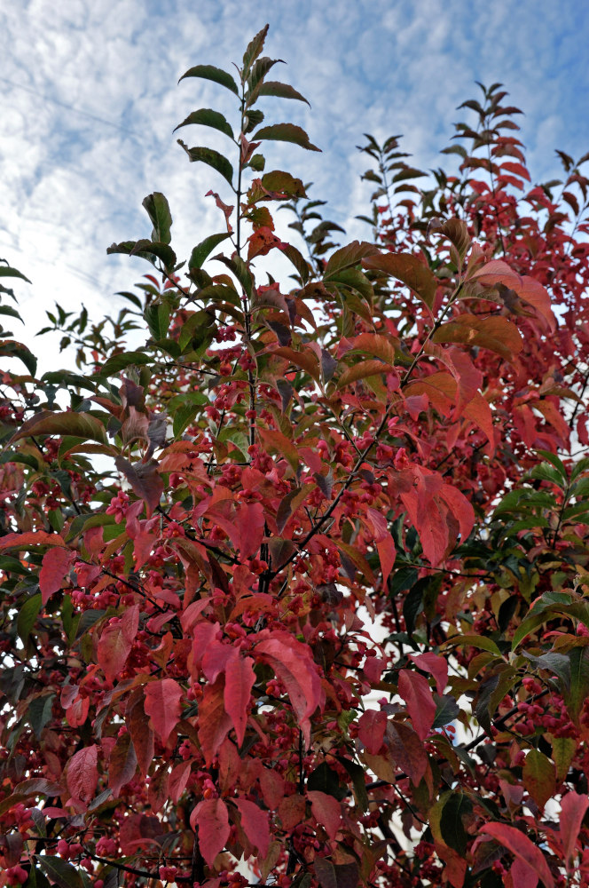 Image of Euonymus europaeus specimen.