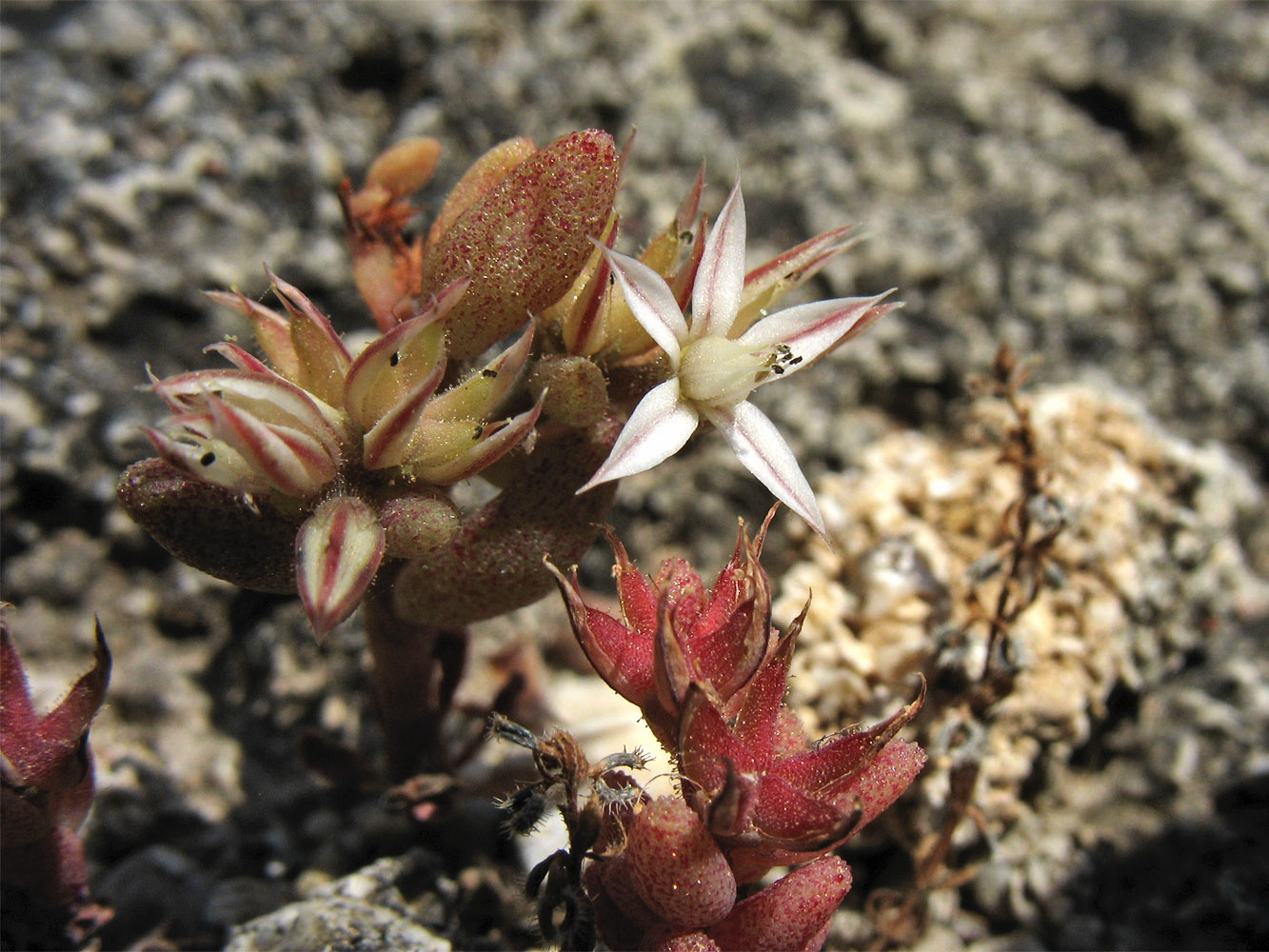 Image of Sedum rubens specimen.