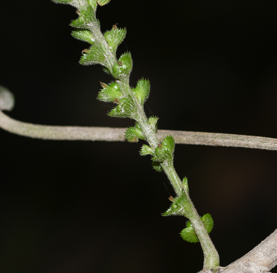 Изображение особи Acalypha peruviana.