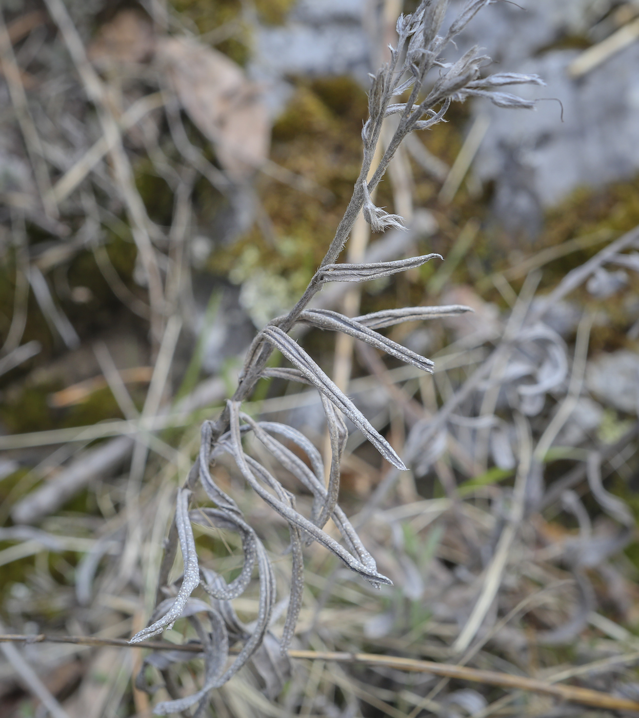 Image of Onosma simplicissima specimen.