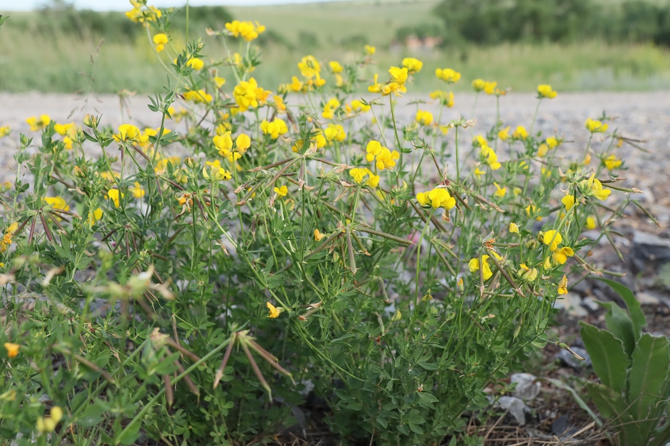 Изображение особи Lotus corniculatus.