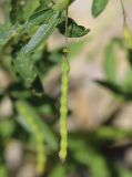 Cleome circassica. Часть побега с плодом. Краснодарский край, м/о город-курорт Анапа, окр. с. Большой Утриш, каменистая осыпь в можжевеловом лесу. 9 июля 2021 г.