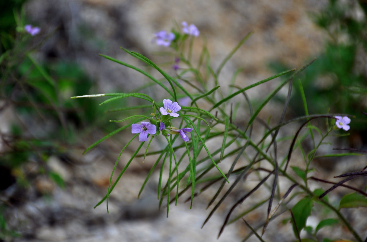 Изображение особи Dontostemon hispidus.