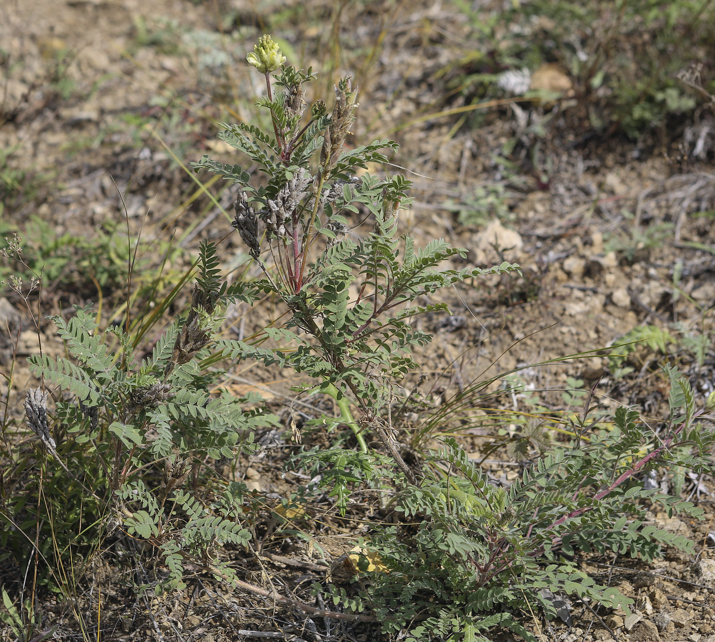 Image of Oxytropis pilosa specimen.