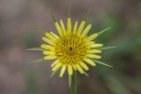 Tragopogon dubius. Соцветие. Ростовская обл., Каменский р-н, окр. станицы Калитвенская, опушка сосновой посадки на песчаном массиве. 23.05.2021.