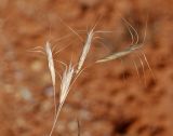 Bromus danthoniae. Верхушка побега с соплодиями. Узбекистан, Ферганская обл., горы Кампиркок, пестроцветы, склон ущелья. 19.05.2021.