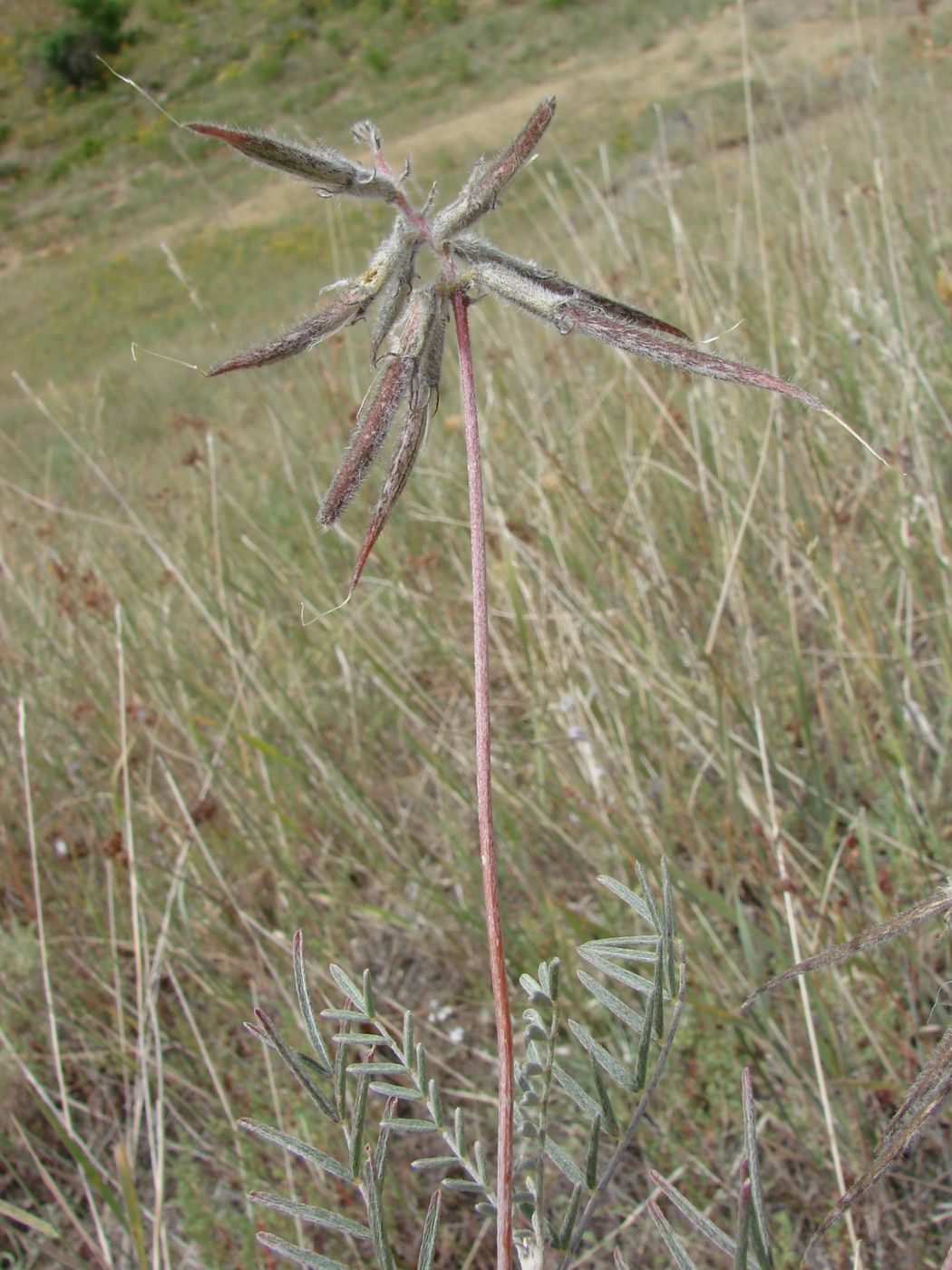 Image of Astragalus urgutinus specimen.