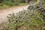 Cylindropuntia cholla. Цветущее и плодоносящее растение. Израиль, Шарон, г. Тель-Авив, ботанический сад \"Сад кактусов\". 29.08.2019.