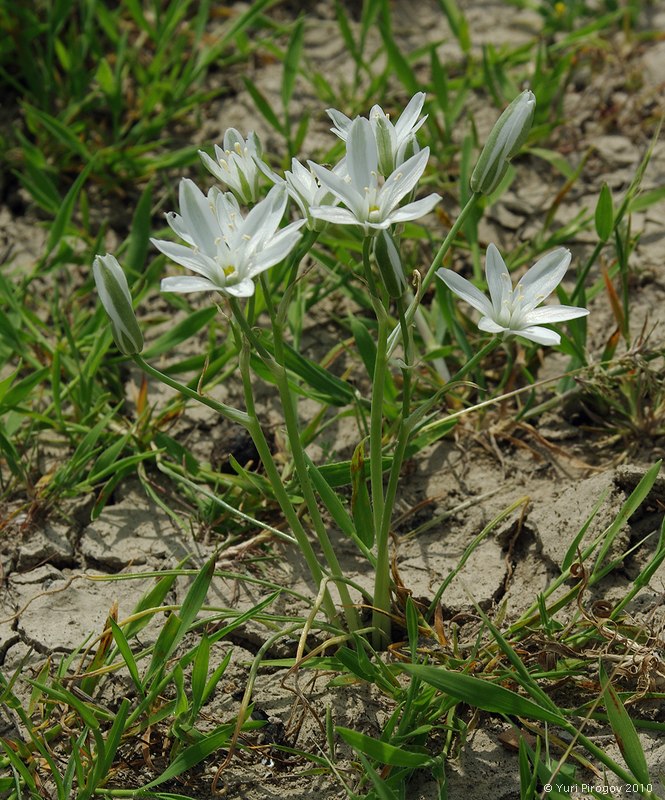 Image of Ornithogalum navaschinii specimen.