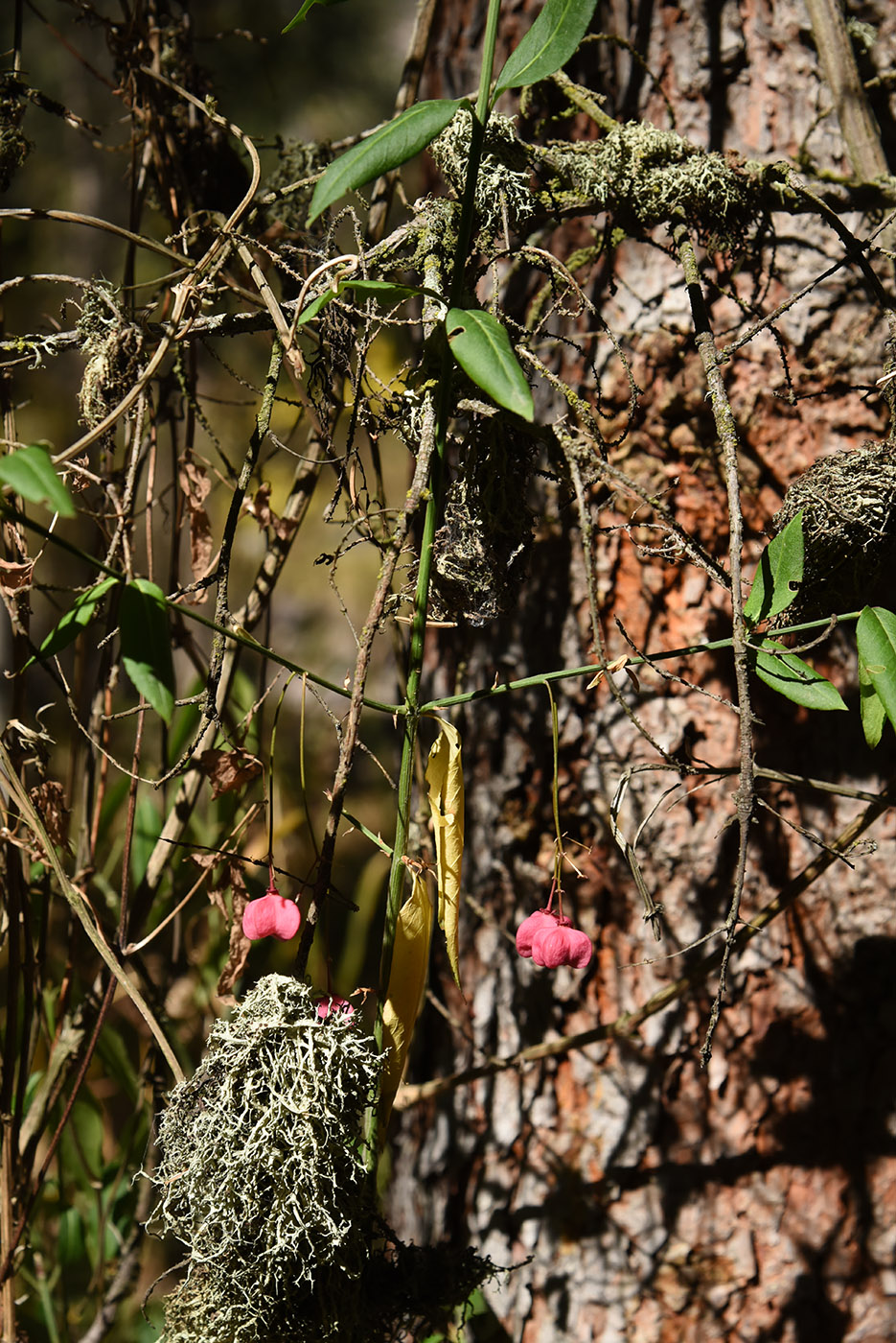 Image of Euonymus semenovii specimen.