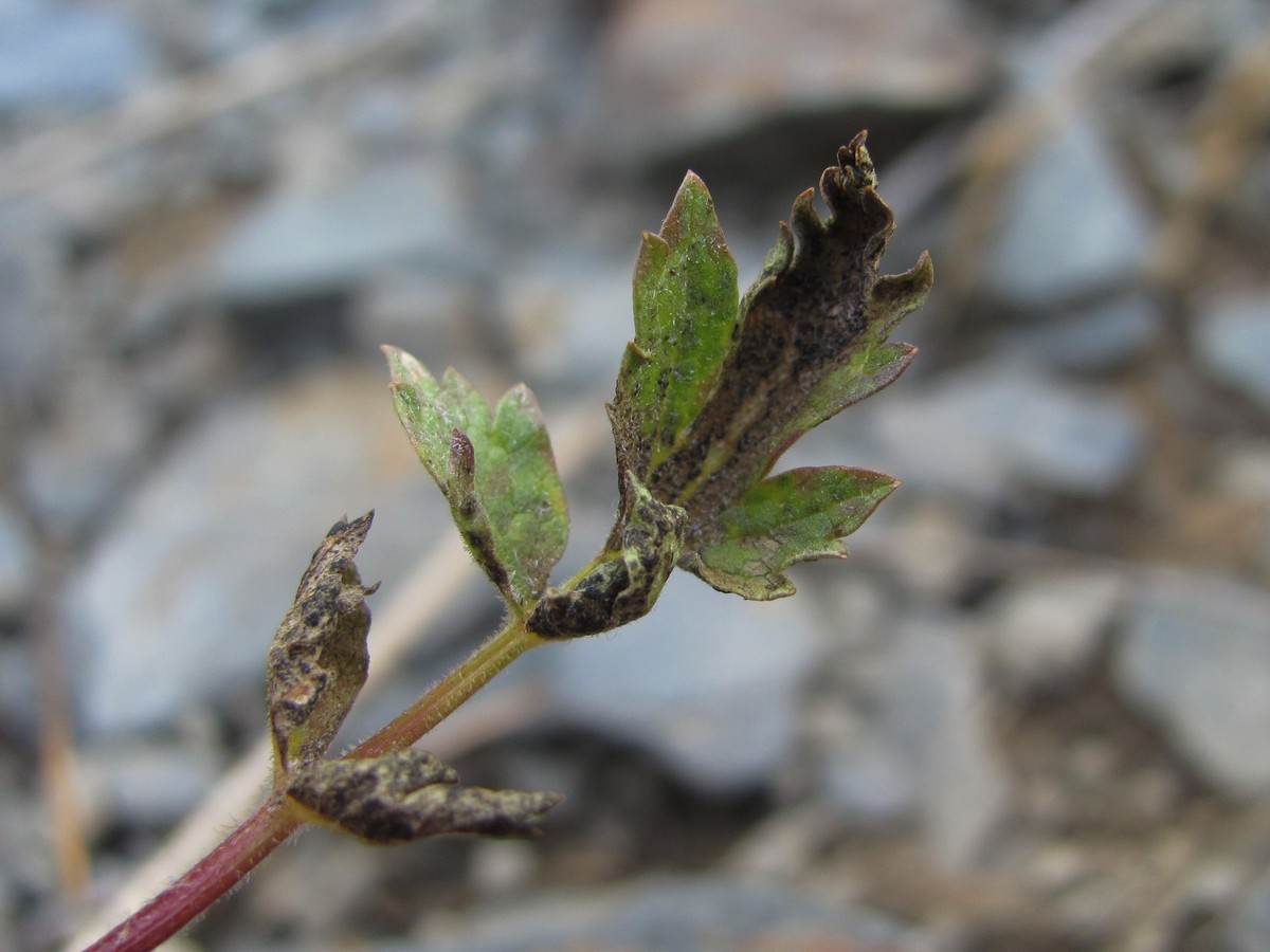 Изображение особи Symphyoloma graveolens.