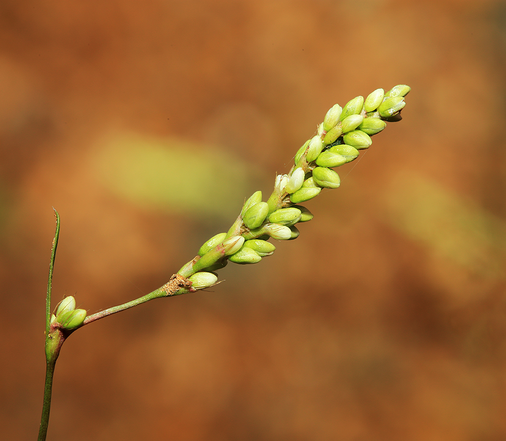 Изображение особи Persicaria trigonocarpa.