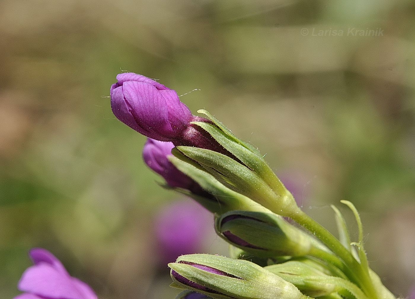 Image of Primula patens specimen.