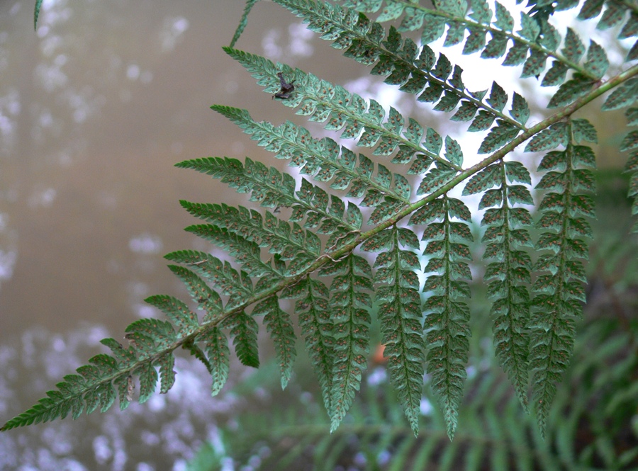 Image of Polystichum setiferum specimen.