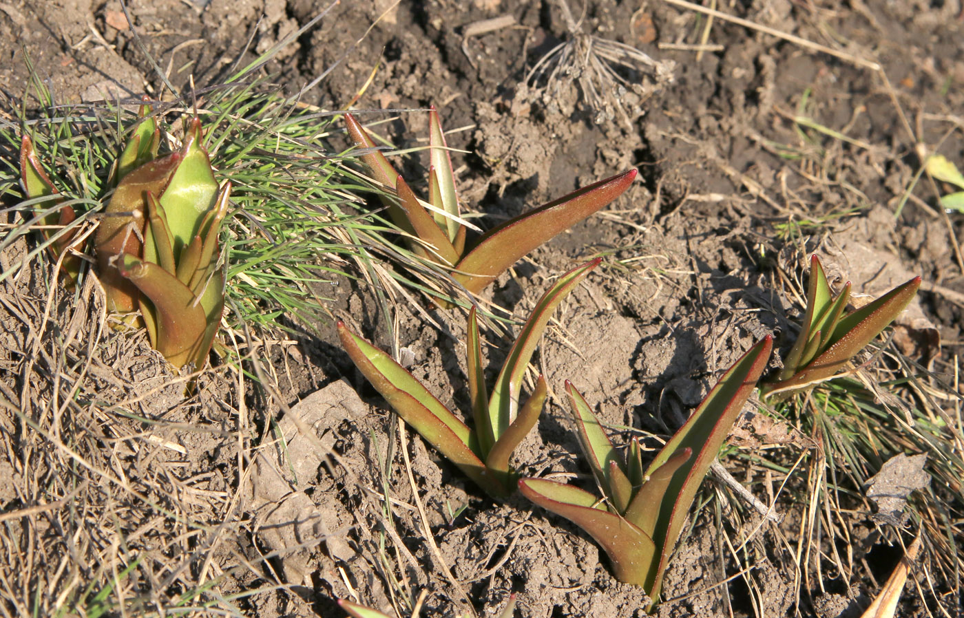 Изображение особи Tulipa tarda.