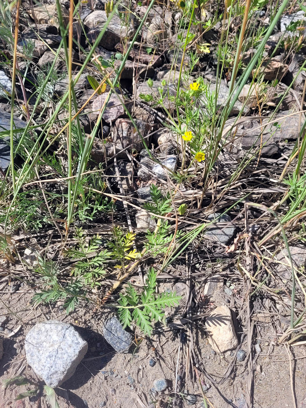 Изображение особи Potentilla tergemina.