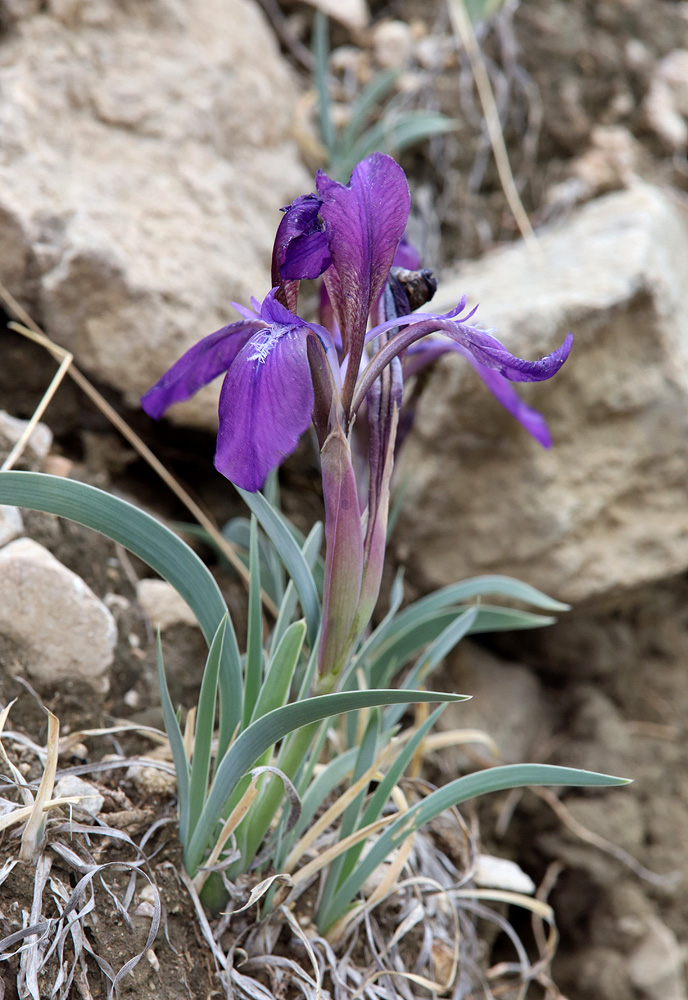 Image of Iris timofejewii specimen.