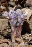 Orobanche coerulescens. Растения в бутонах (паразитируют на Artemisia santolinifolia). Алтай, Кош-Агачский р-н, Курайская степь, окр. р. Тыдтугем, каменистый склон. 16 июня 2022 г.