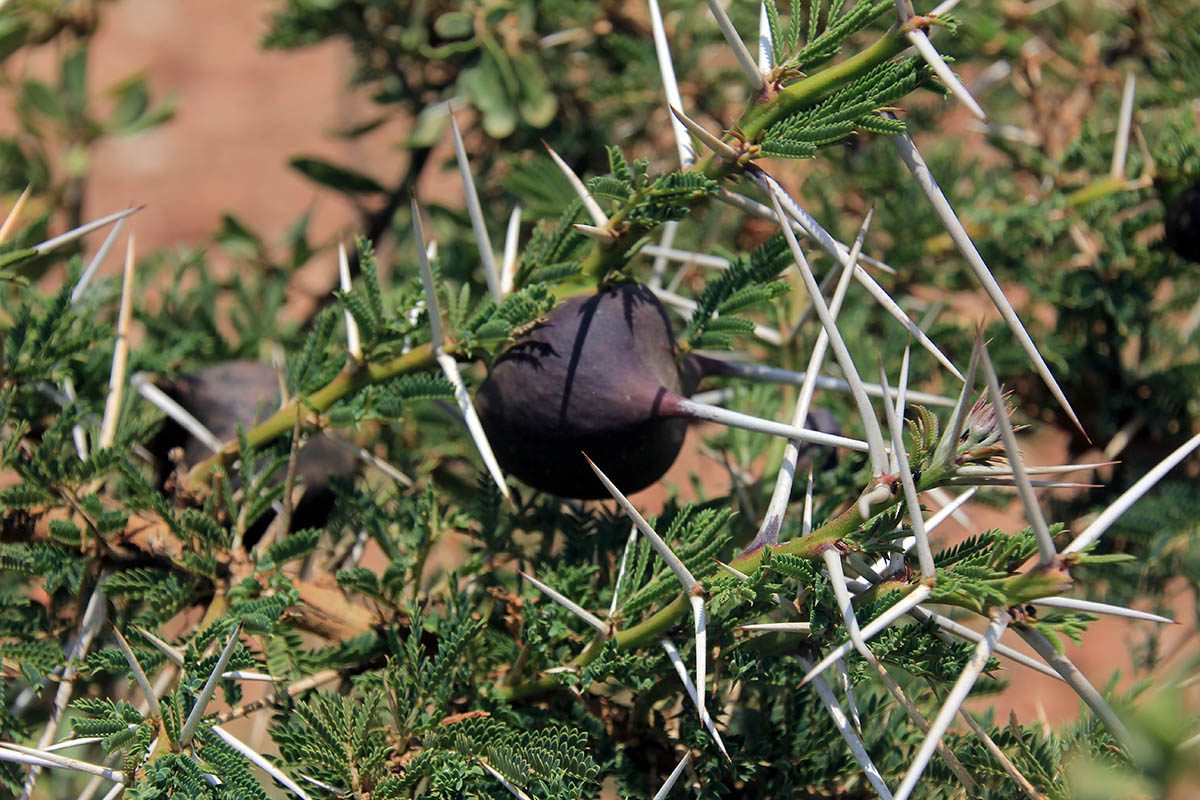 Image of Vachellia drepanolobium specimen.