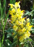 Pedicularis oederi