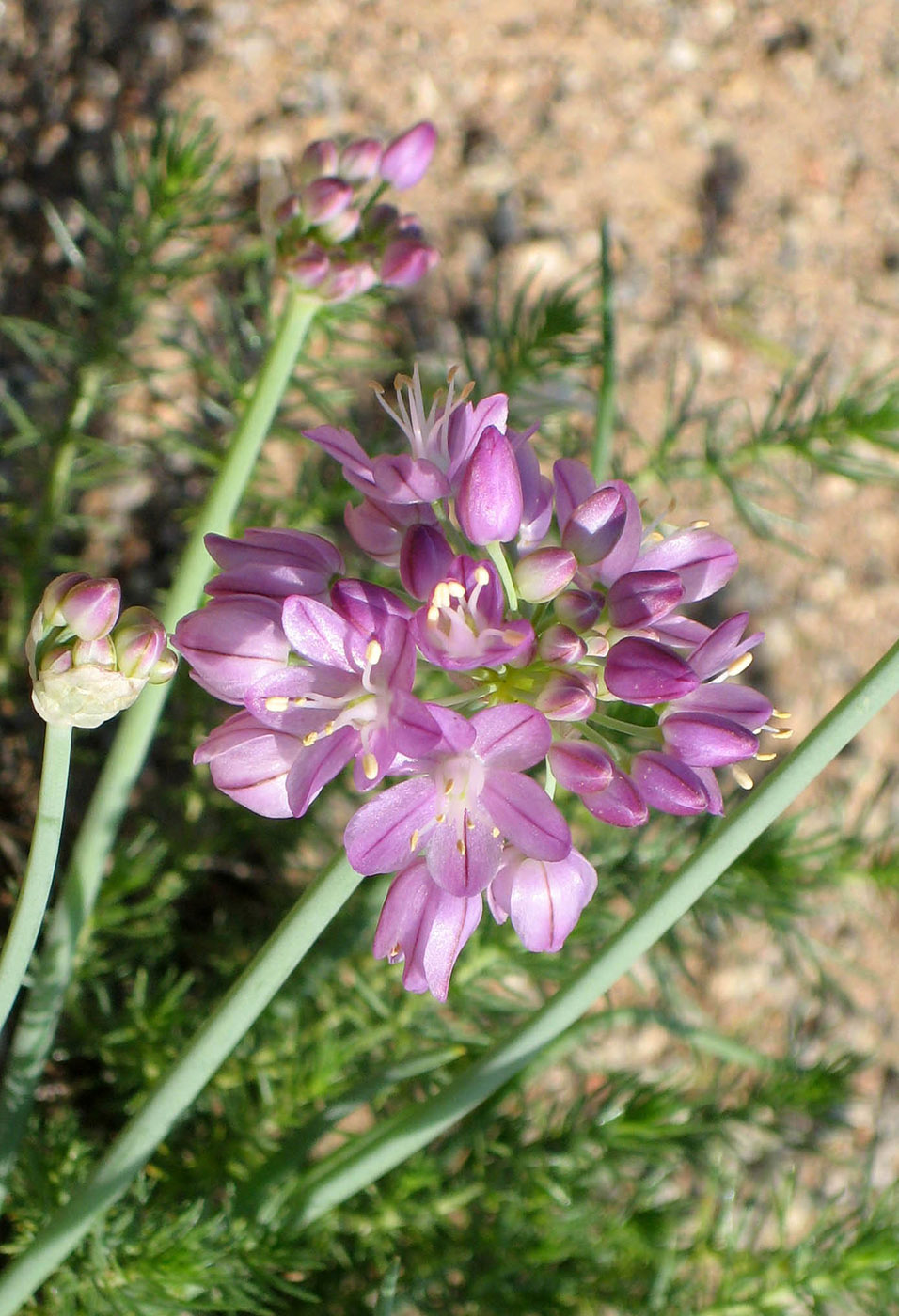 Image of Allium mongolicum specimen.