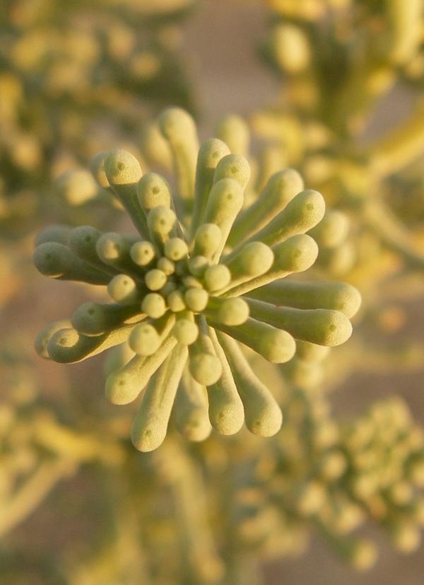 Изображение особи Salsola foliosa.