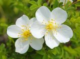 Rosa spinosissima. Цветки (Rosa gracilipes Chrshan.). Приморский край, Уссурийский ГО, окр. с. Николо-Львовское, в зарослях Armeniaca sibirica. 13.05.2023.