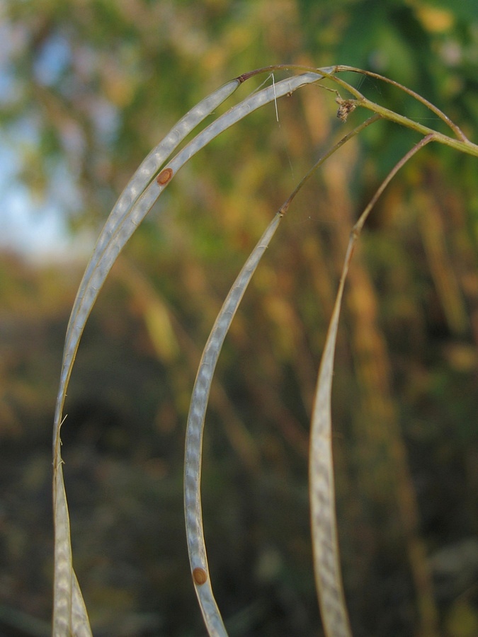 Image of Arabis pendula specimen.