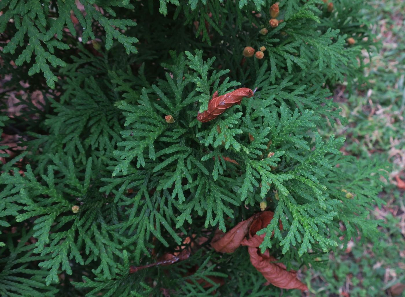 Image of Thuja occidentalis specimen.