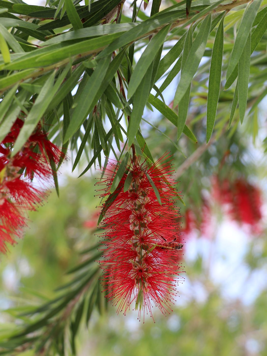 Изображение особи Callistemon viminalis.