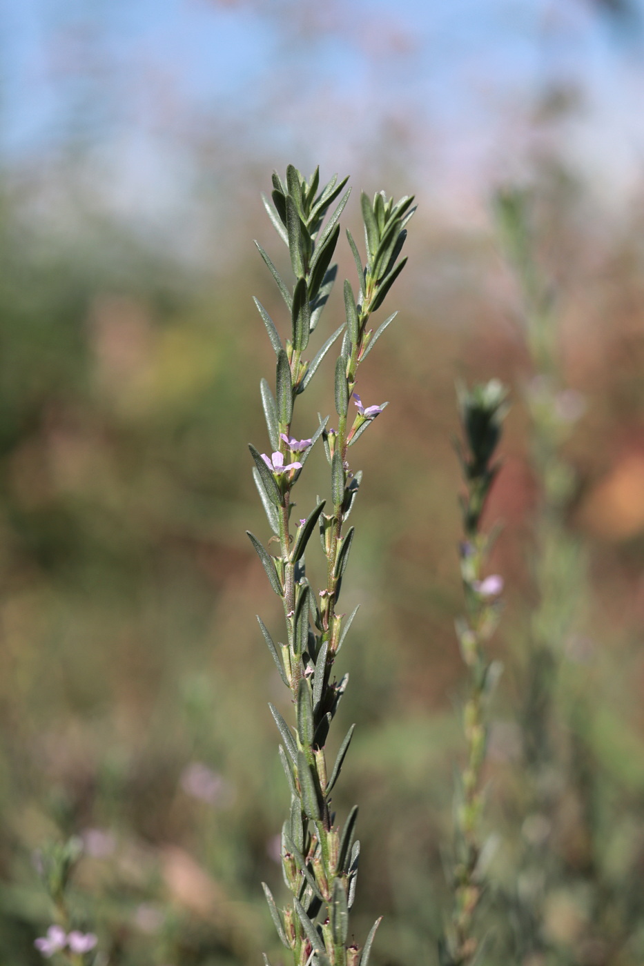 Изображение особи Lythrum melanospermum.