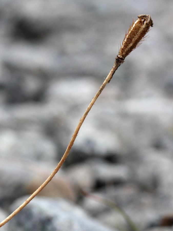 Image of Papaver tolmachevii specimen.