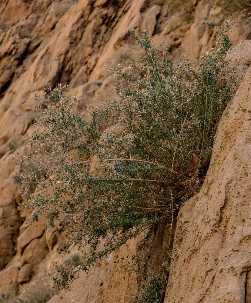 Изображение особи Carthamus fruticosus.