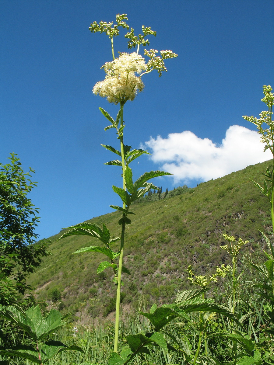 Image of Filipendula ulmaria specimen.