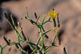 Launaea arborescens